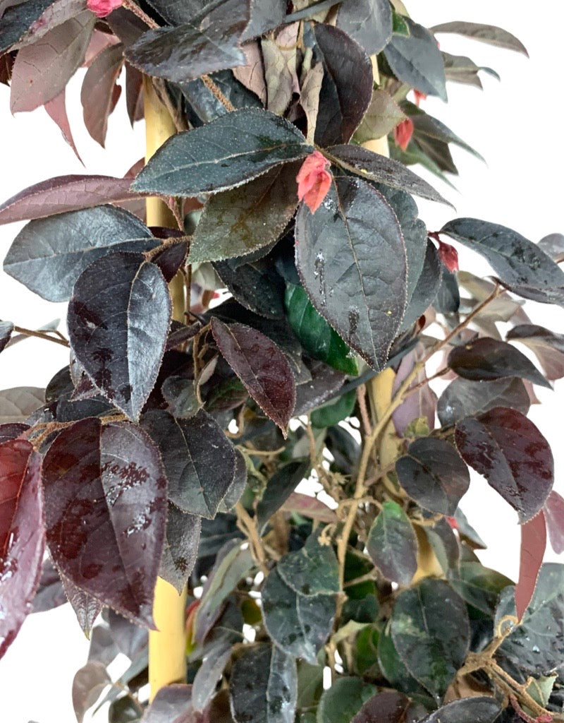 Loropetalum chinense 'Sizzling Pink' 2 Gallon Staked