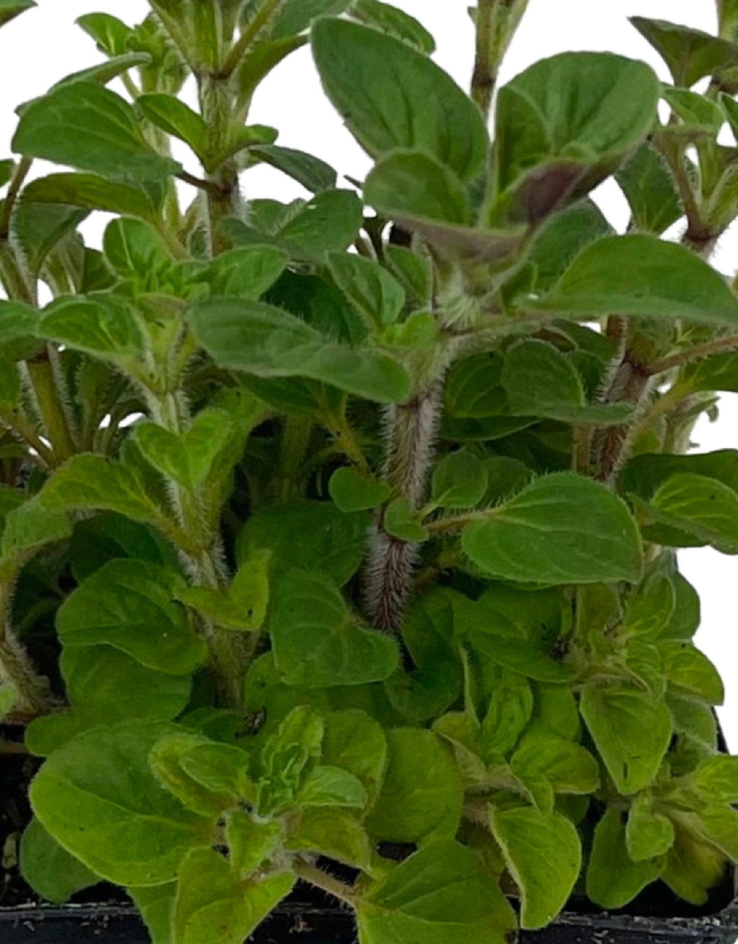 Oregano 'Greek' 4 Inch