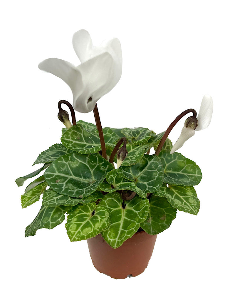 Cyclamen 2 Inch