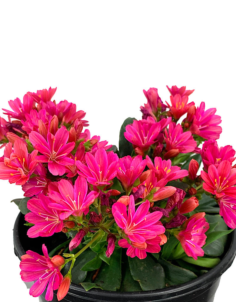 Lewisia 'Constant Fuchsia' 1 Gallon