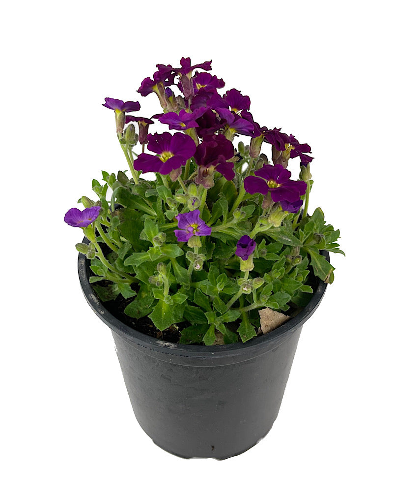 Aubrieta 'Axcent Burgundy Imp.' Quart