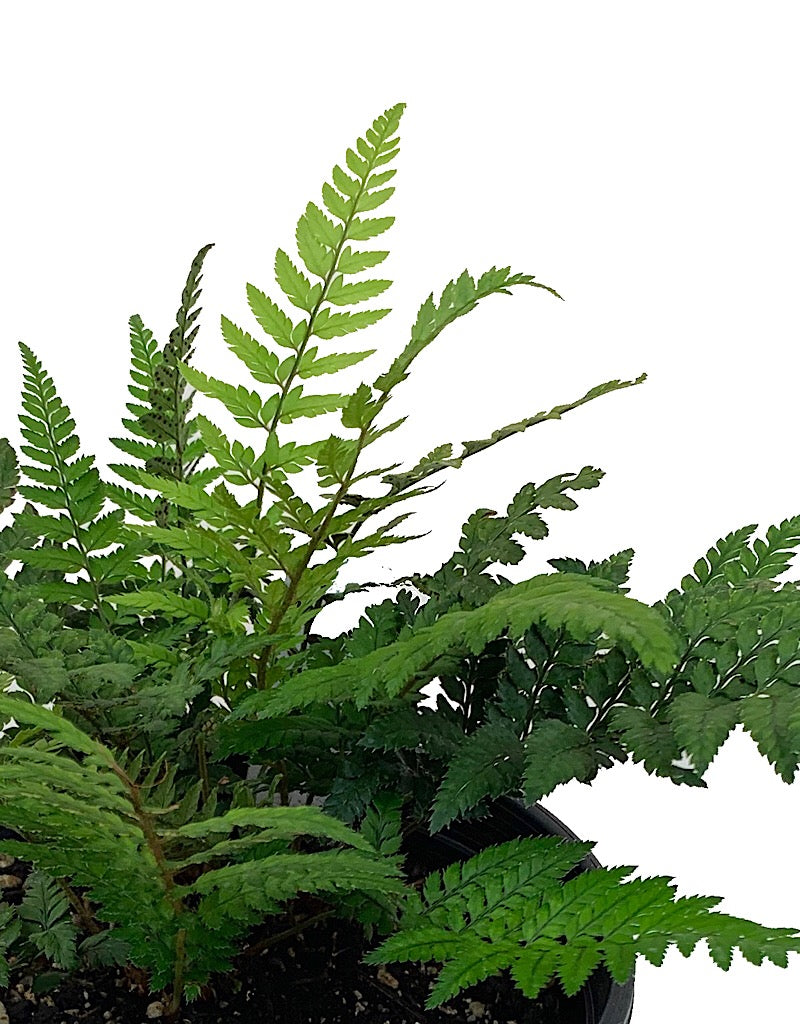 Polystichum tsus-simense 'Korean Rock Fern'