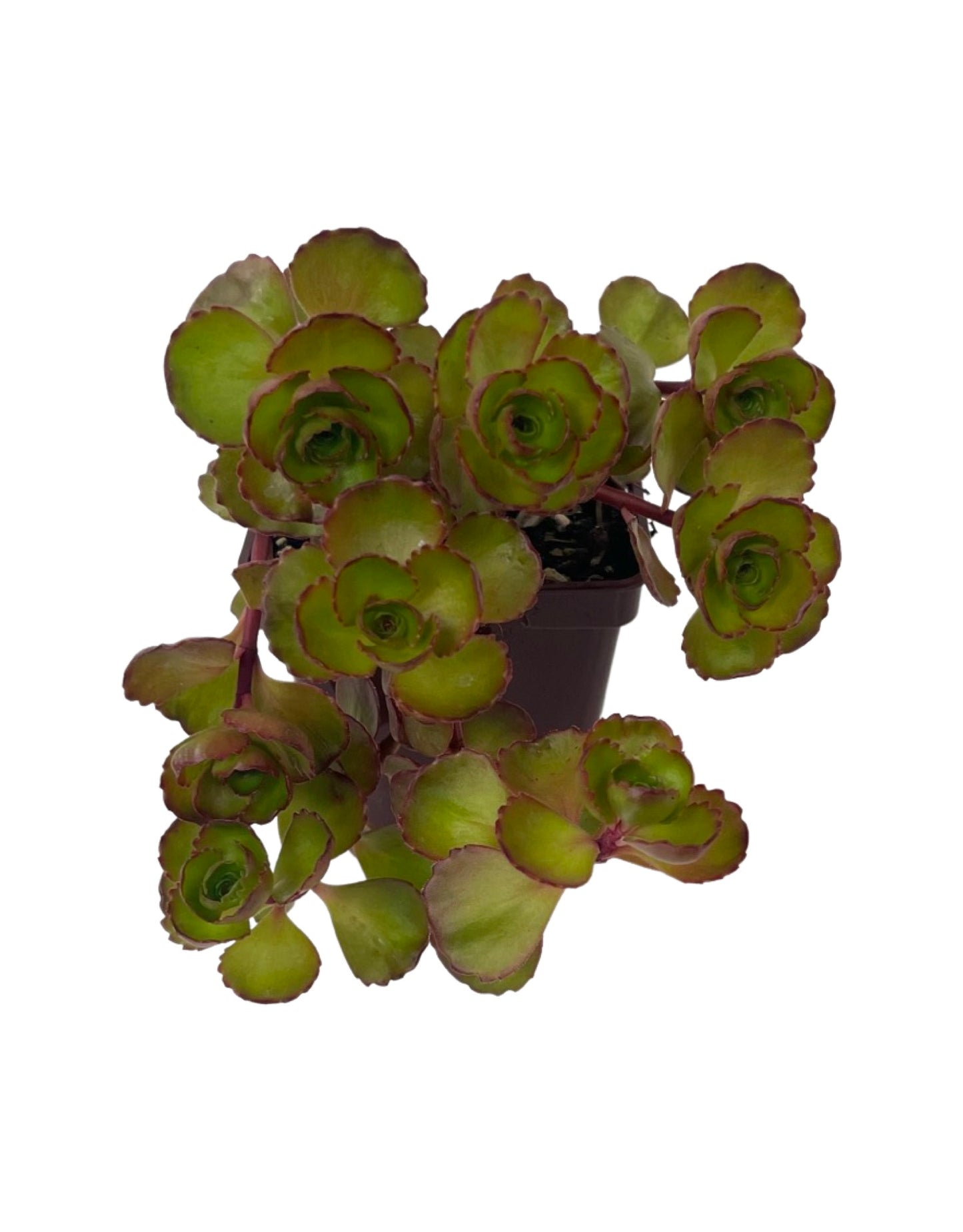 Sedum 'Dark Dragon' 4 Inch