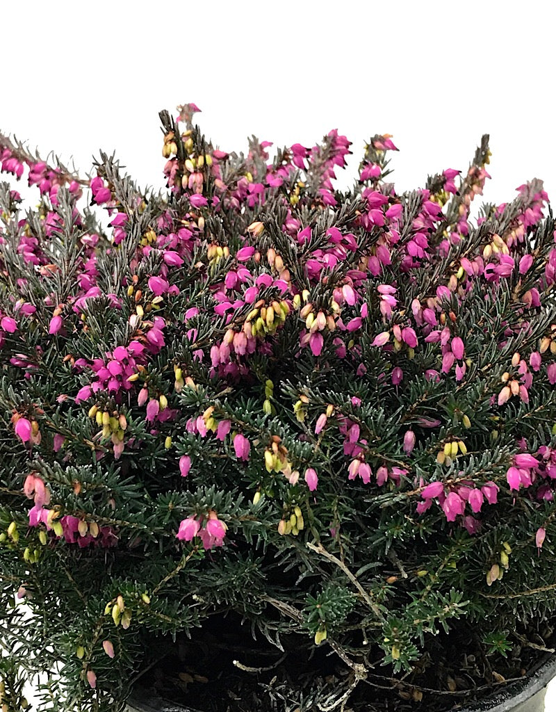 Erica darleyensis 'Kramer's Rote'