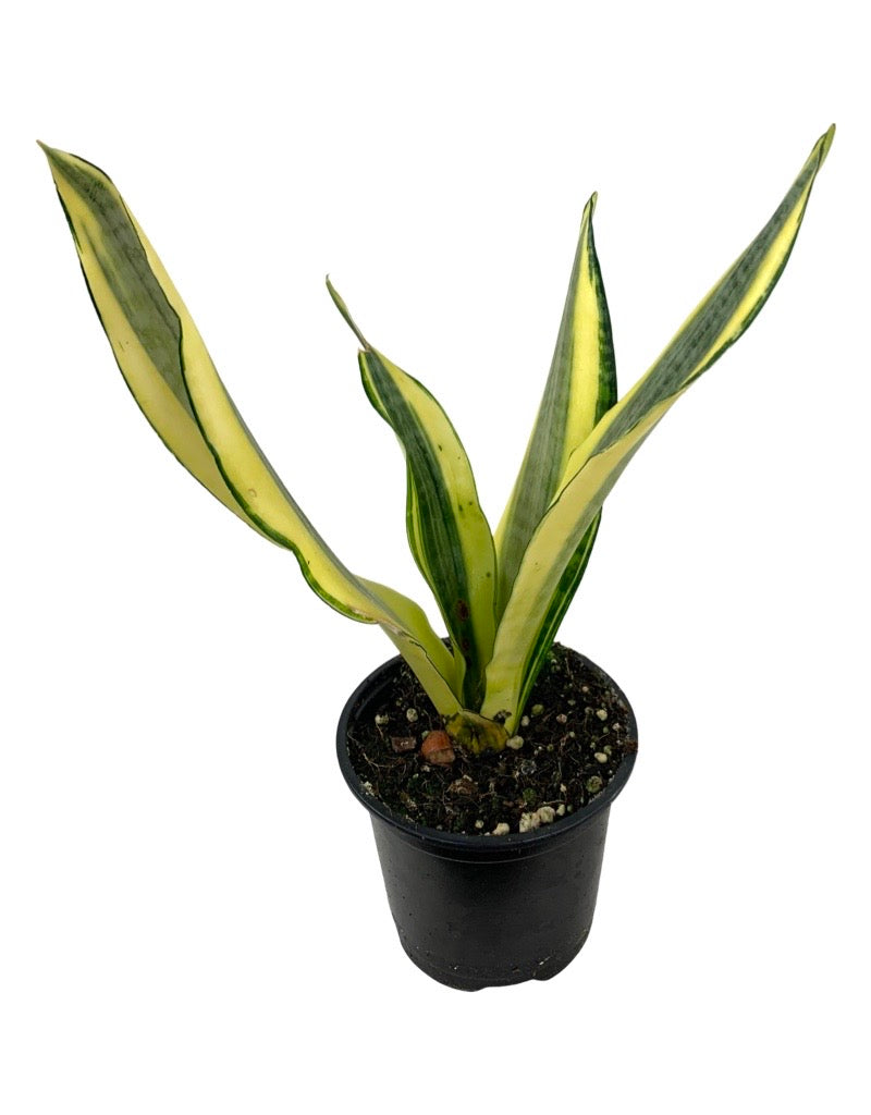 Sansevieria trifasciata 'Gold Dust' Quart