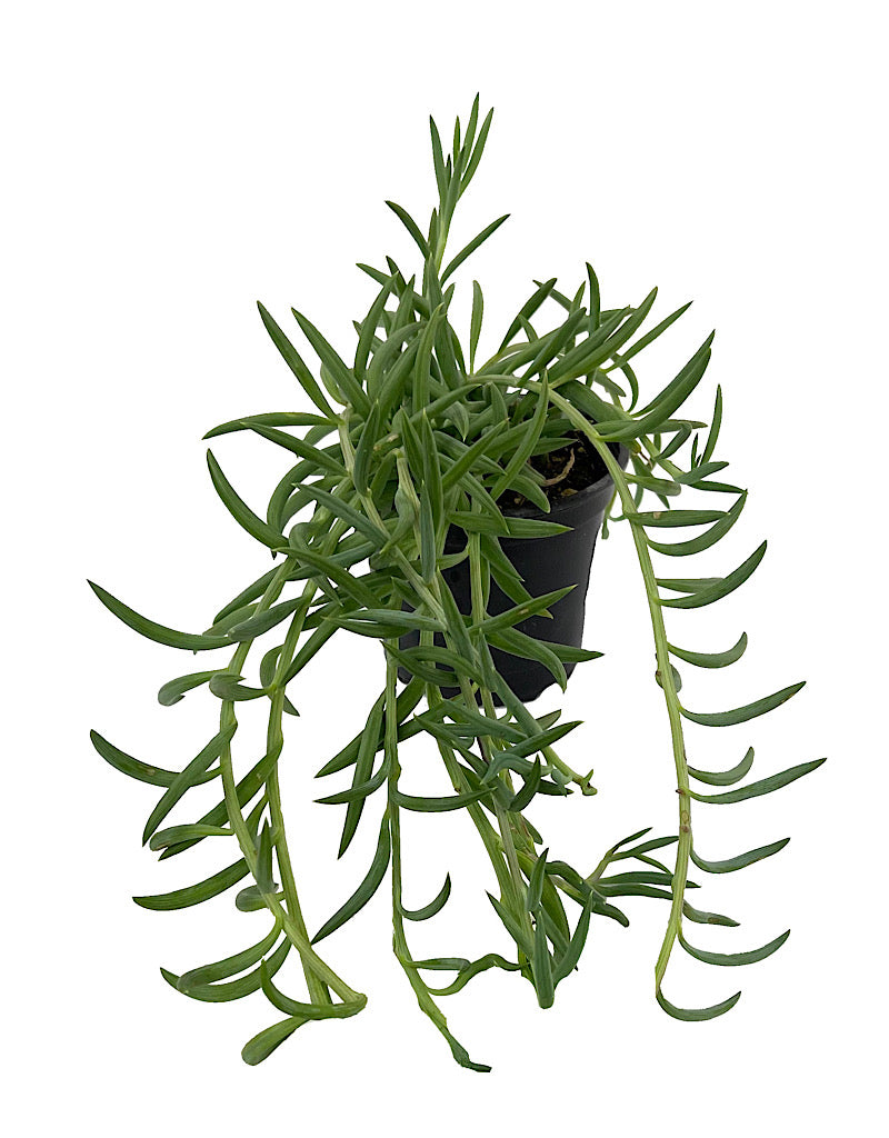 Senecio radicans 4 Inch