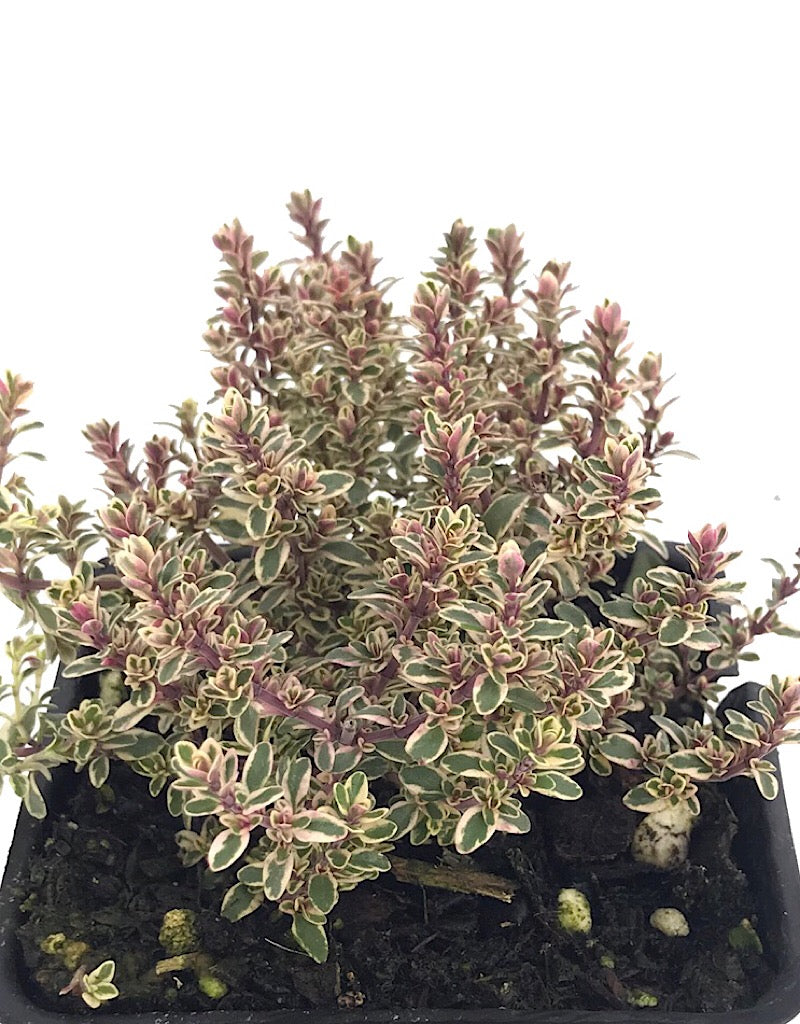 Thymus vulgaris 'Silver Posie' 4 Inch