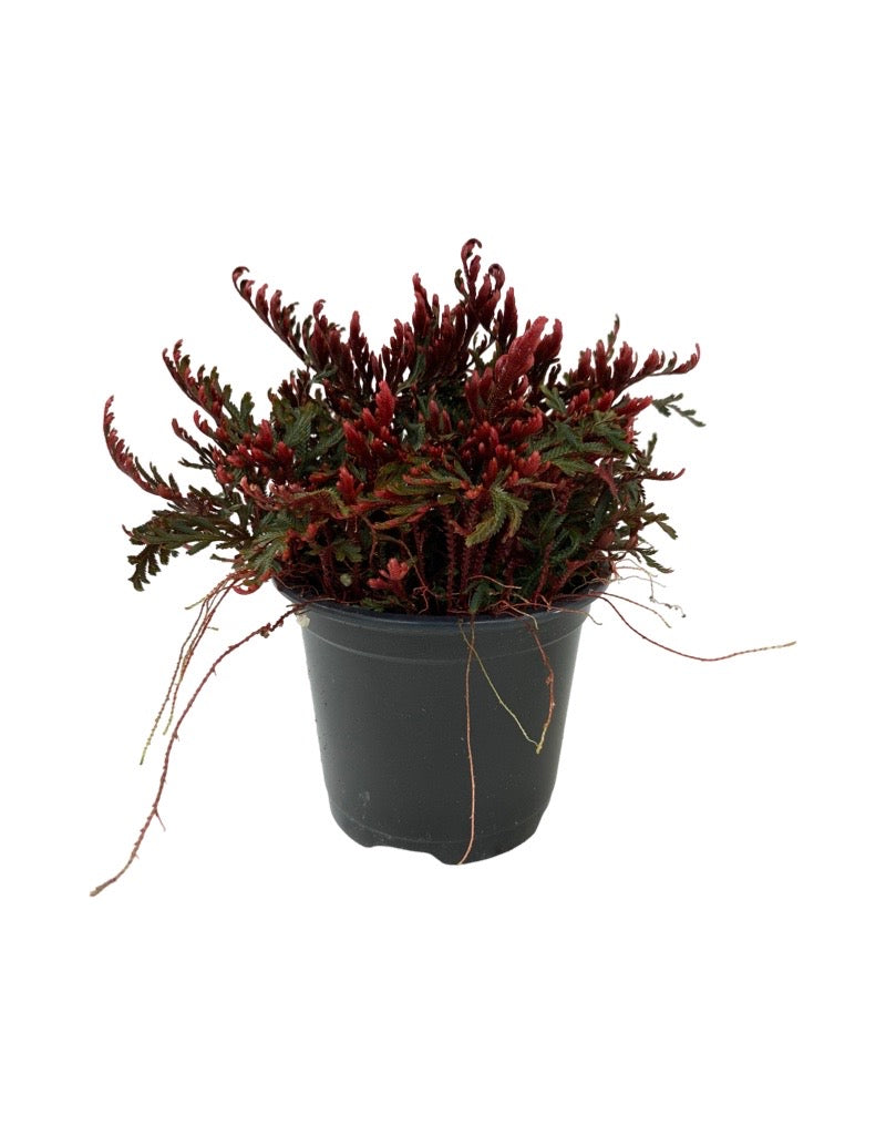 Selaginella erythropus 'Sanguinea' Quart