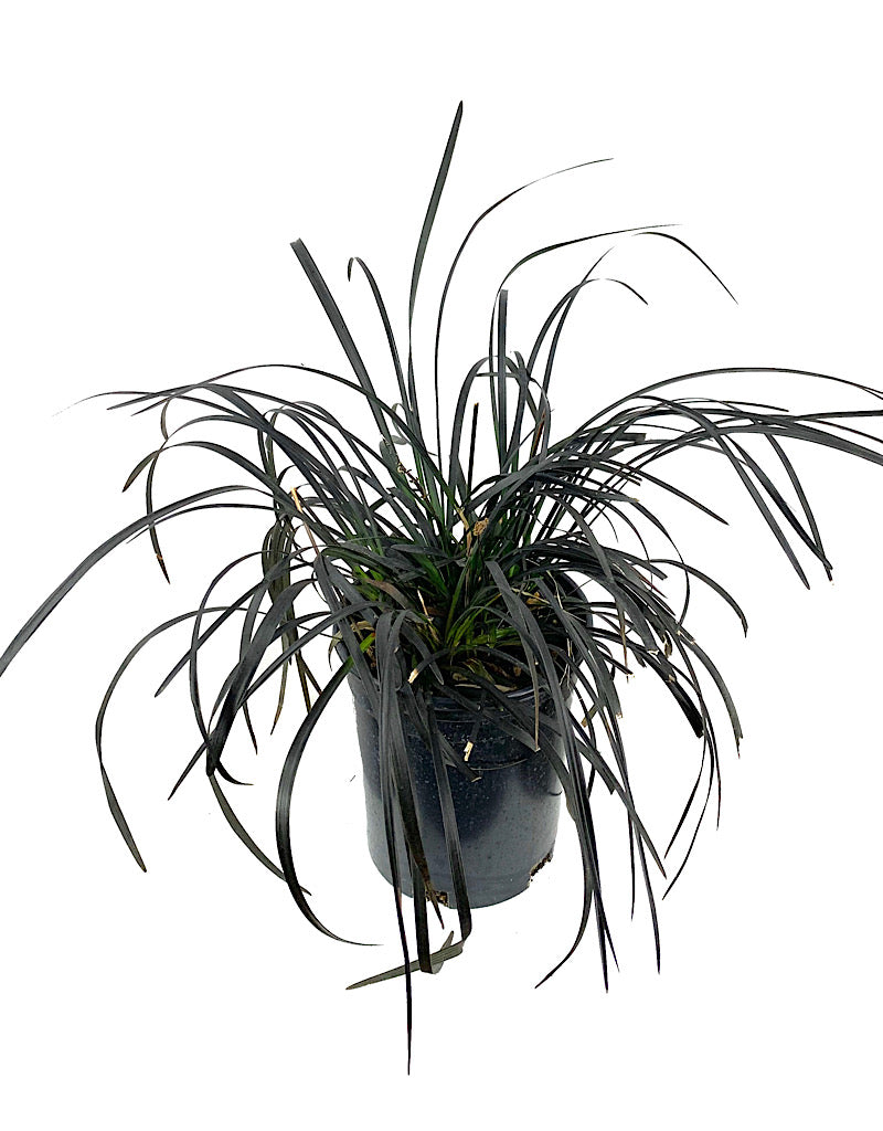 Ophiopogon planiscapus 'Nigrescens' 1 Gallon