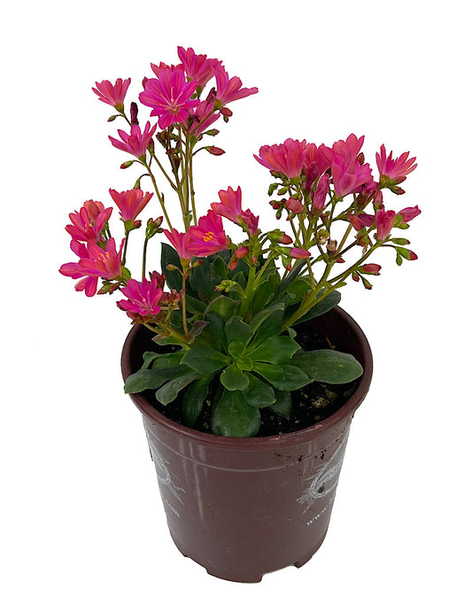 Lewisia 'Constant Fuchsia' Quart