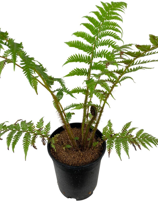 Cyathea cooperi 1 Gallon