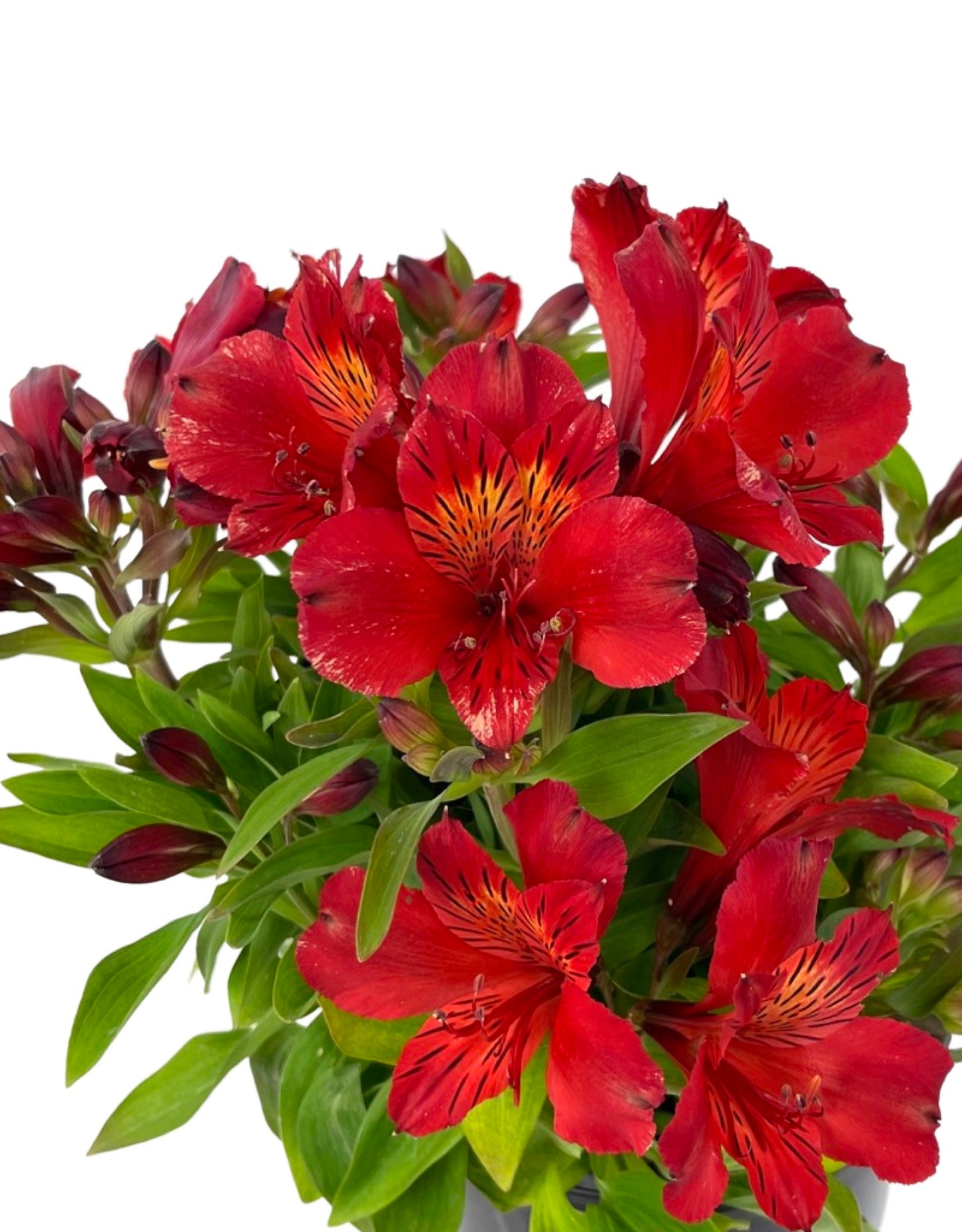 Alstroemeria 'Inca Fire' 1 Gallon