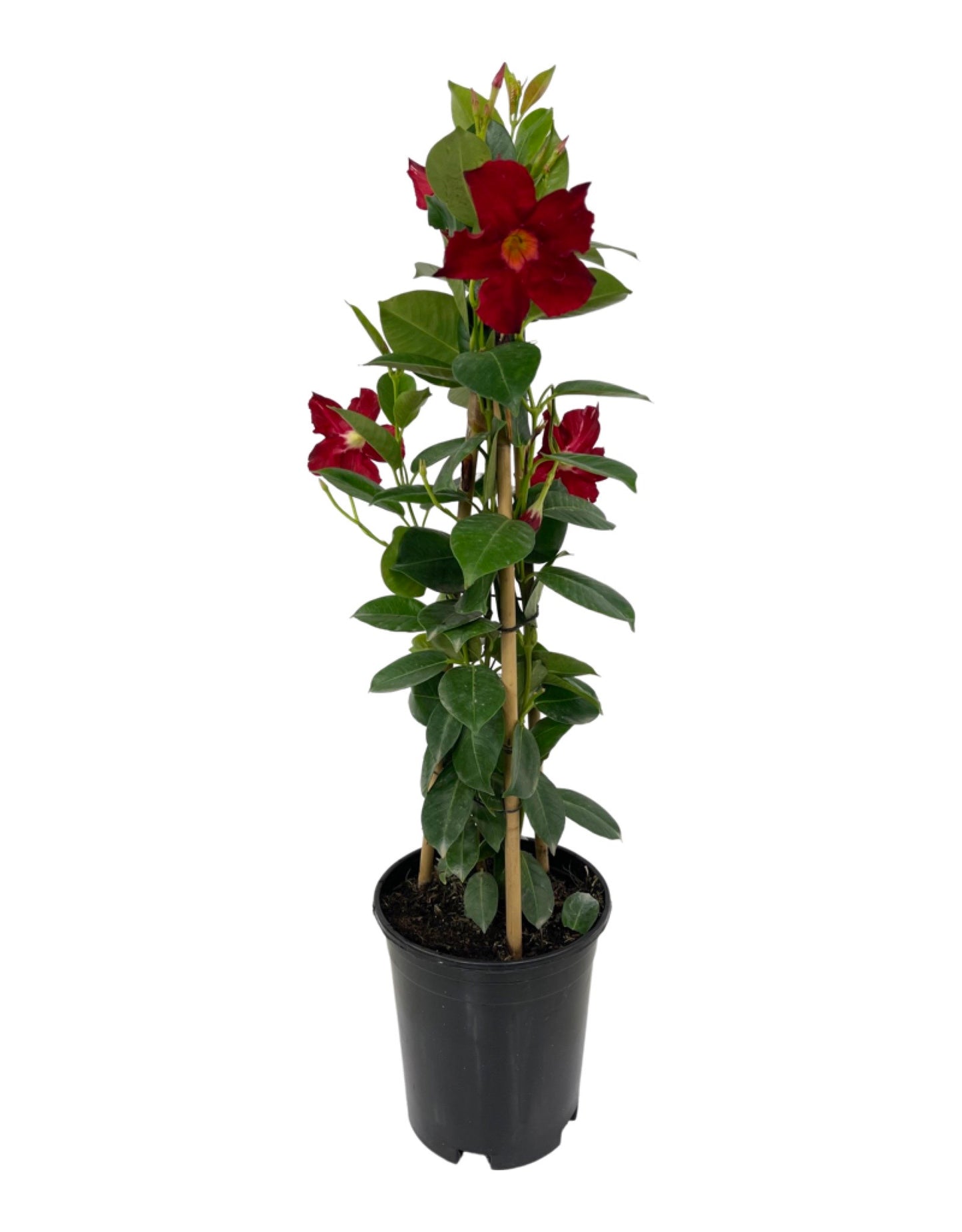 Mandevilla 'Sunvilla Giant Red' 1 Gallon