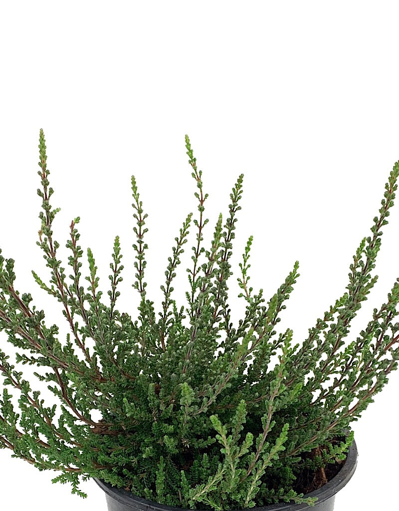 Calluna vulgaris 'Zalina'  4 inch