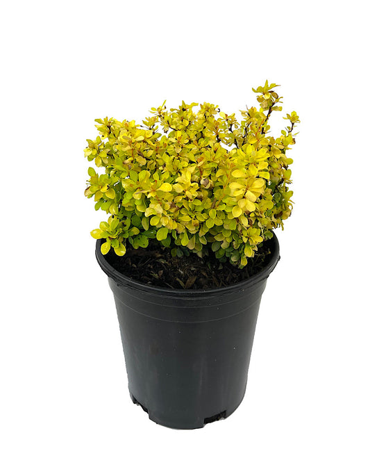 Berberis thunbergii 'Golden Jackpot Joyce' 1 Gallon