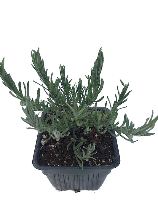 Lavandula stoechas 'Otto Quast' 4 Inch