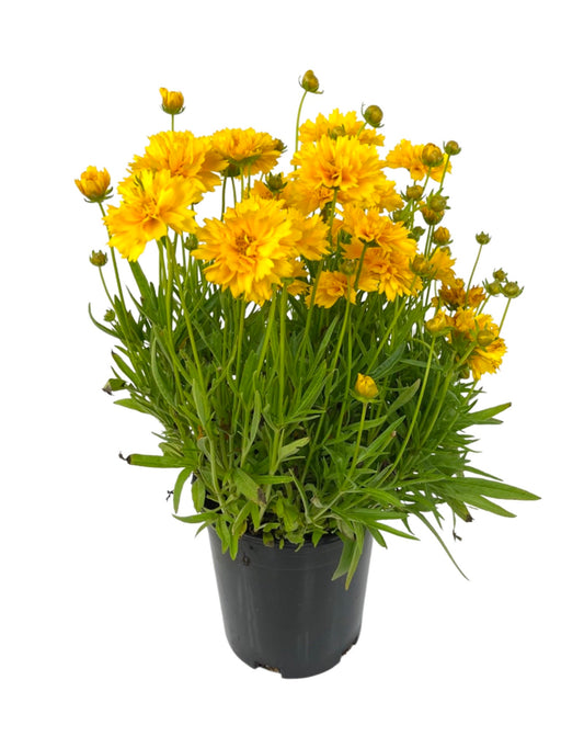 Coreopsis 'Double the Sun' 1 Gallon