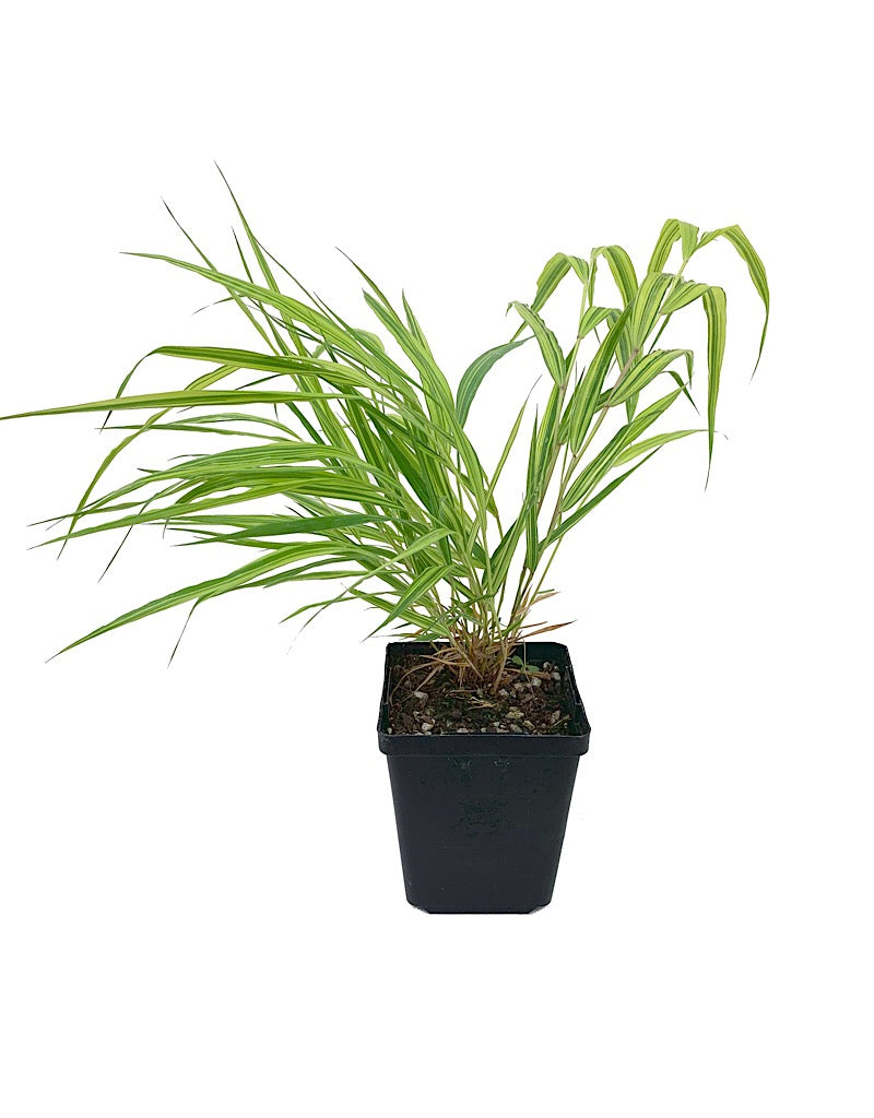 Hakonechloa macra 'Aureola'