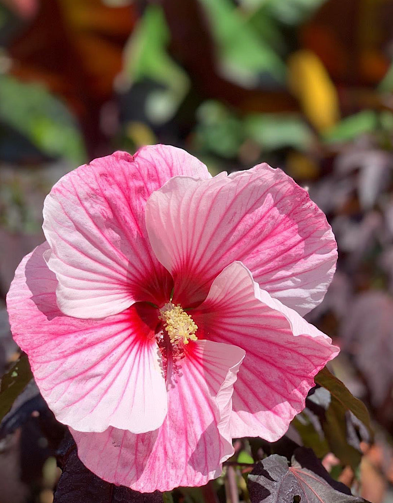 Hibiscus 'Starry Starry Night' 1 Gallon