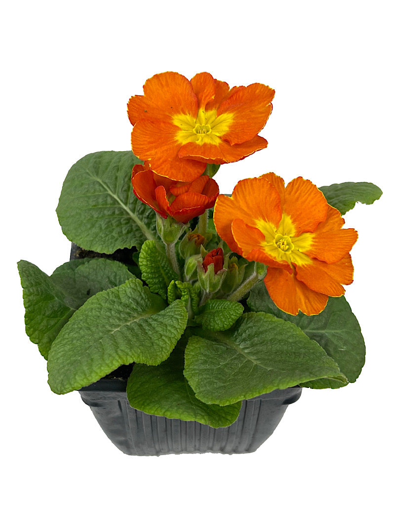 Primrose 4 Inch