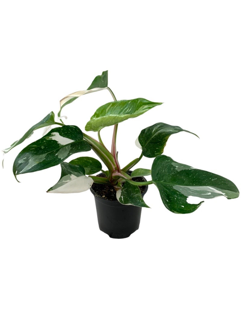 Philodendron 'White Princess' Quart