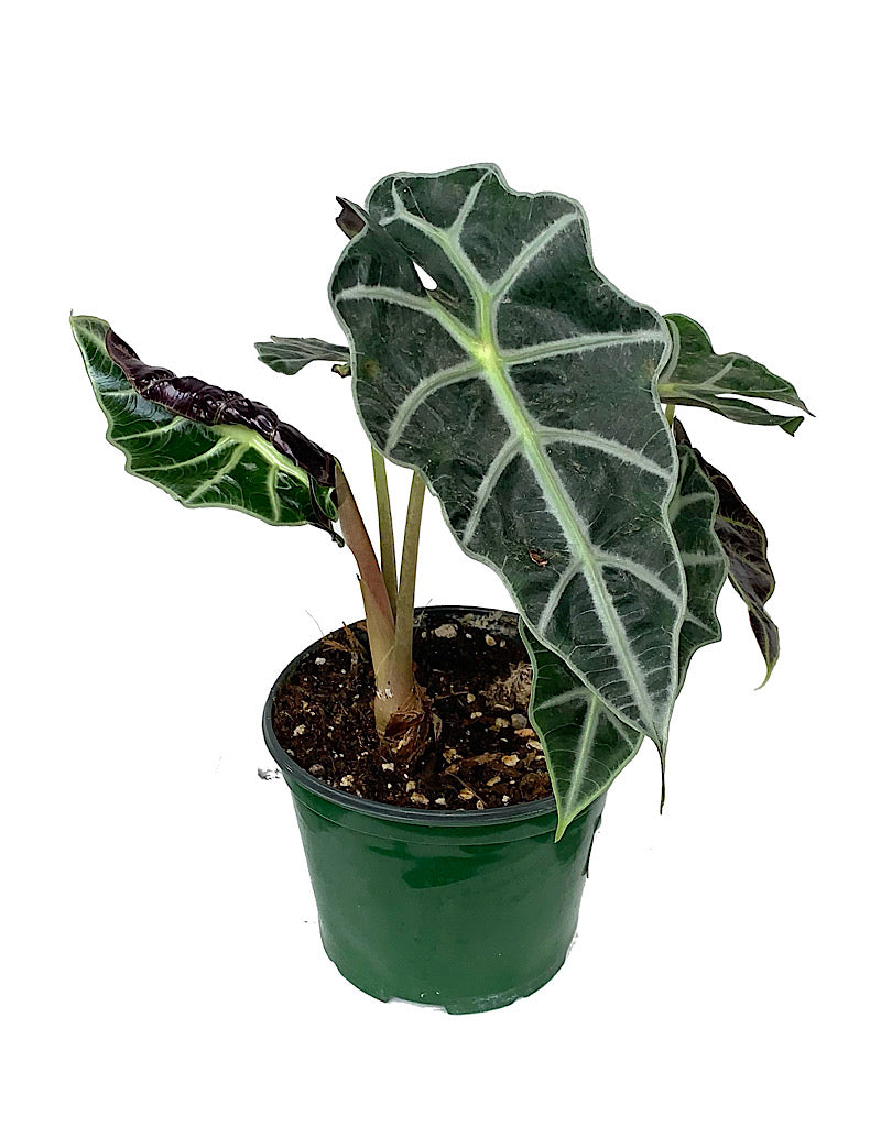 Alocasia 'Dwarf Amazonica' 6 inch