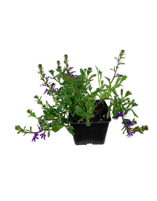 Scaevola Surdiva®