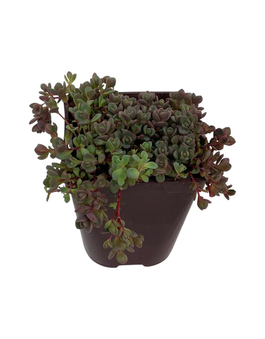 Sedum pluricaule 'Island of Sakhalin' 4 Inch