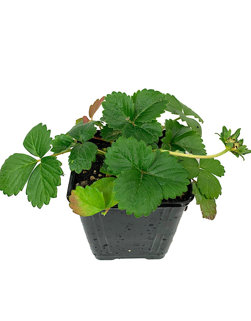 Strawberry 'White Berri Basket'  4 inch