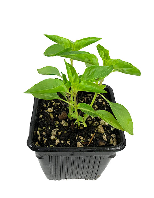 Basil 'Lemon' 4 inch