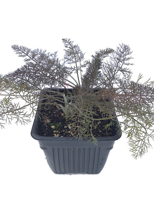 Fennel 'Bronze' 4 Inch