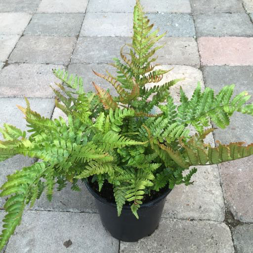 Dryopteris erythrosora 'Autumn Fern' 1 Gallon