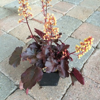 Heuchera 'Cutie Blondie' - Quart