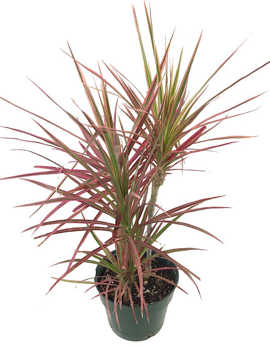 Dracaena marginata 'Colorama' 6 inch