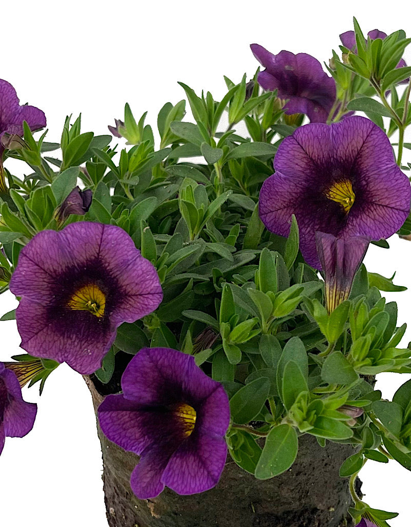 Calibrachoa  €˜Hula Amethyst' 4 Inch