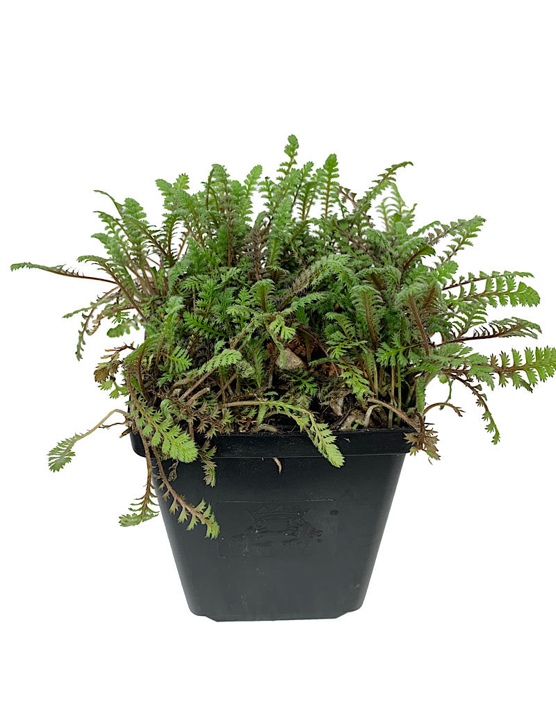 Leptinella 'Platt's Black'