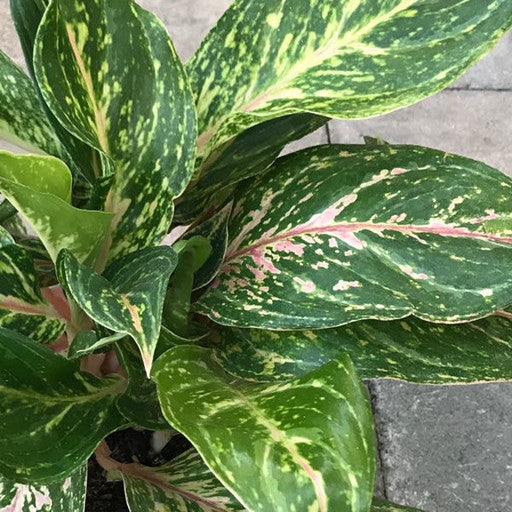 Aglaonema - 6 inch