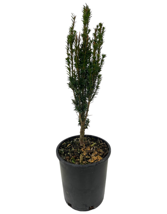 Taxus baccata 'Fastigiata Micro' 1 Gallon