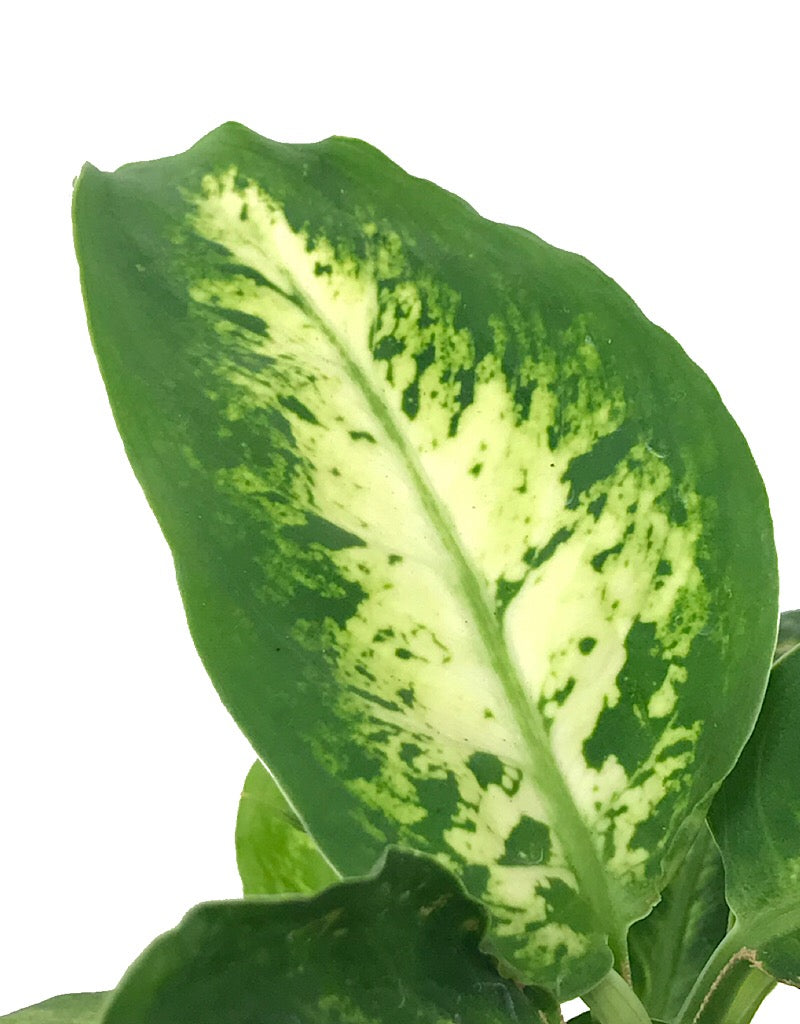 Dieffenbachia 'Perfecta Compacta' 4 Inch