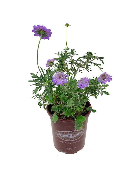 Scabiosa columbaria 'Butterfly Blue' 1 Gallon