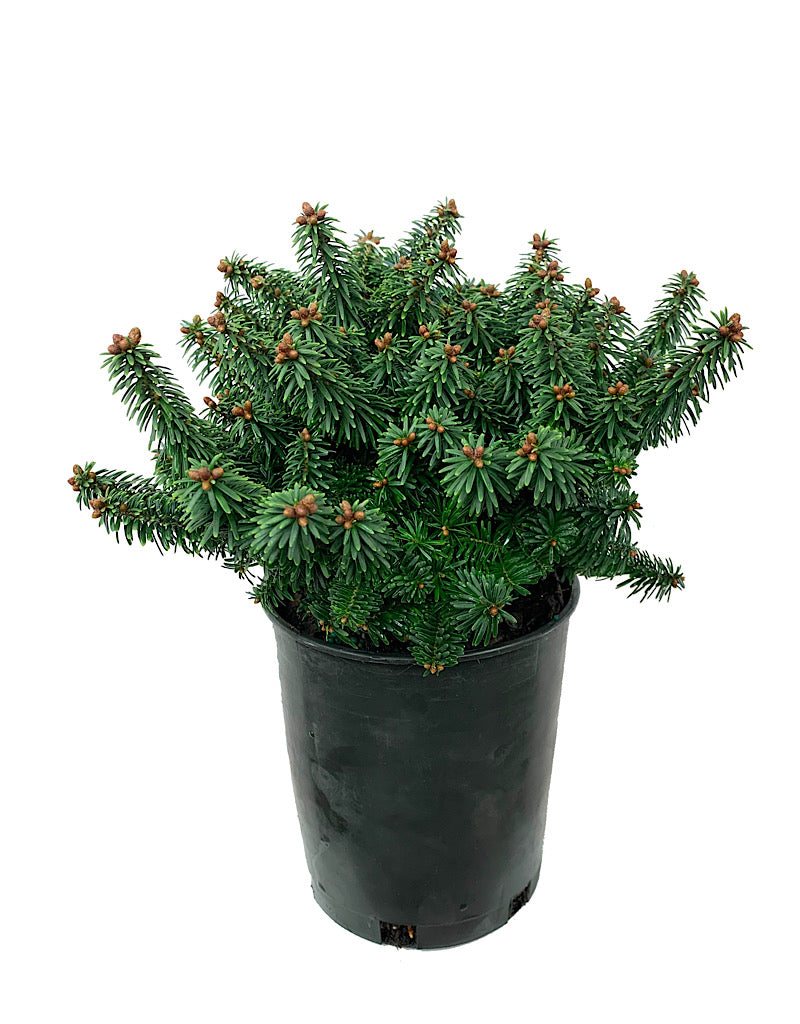 Abies balsamea 'Piccolo' 1 Gallon