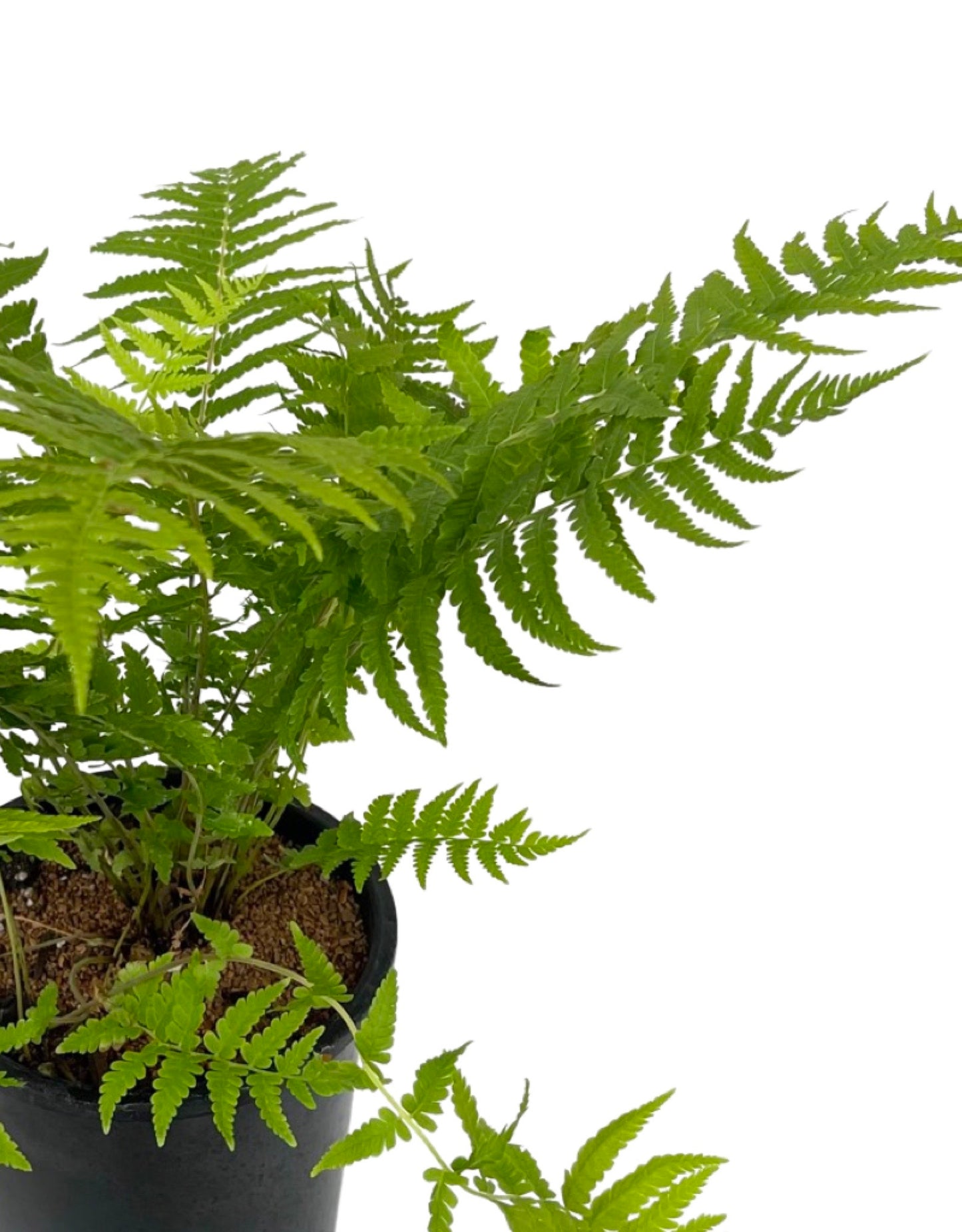 Dryopteris a. 'Cristata The King'  1 gal