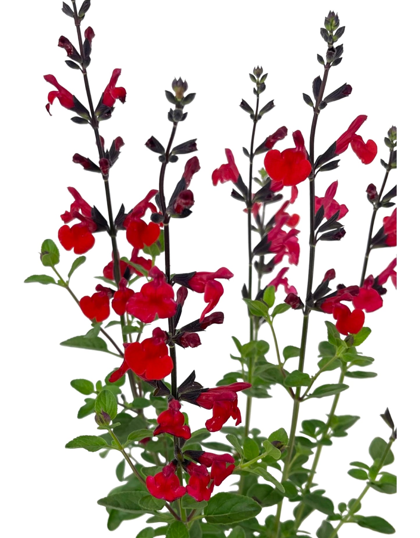 Salvia greggii 'Royal Bumble' Quart