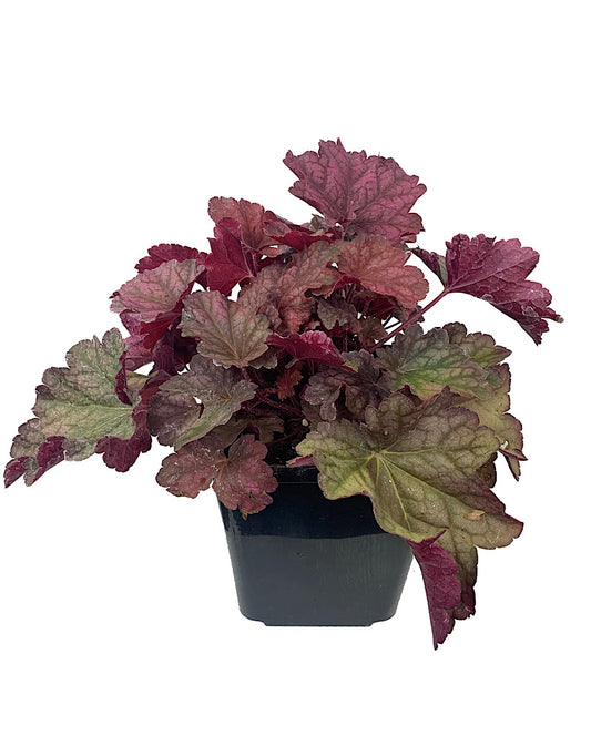 Heuchera 'Berry Smoothie' 1 Gallon