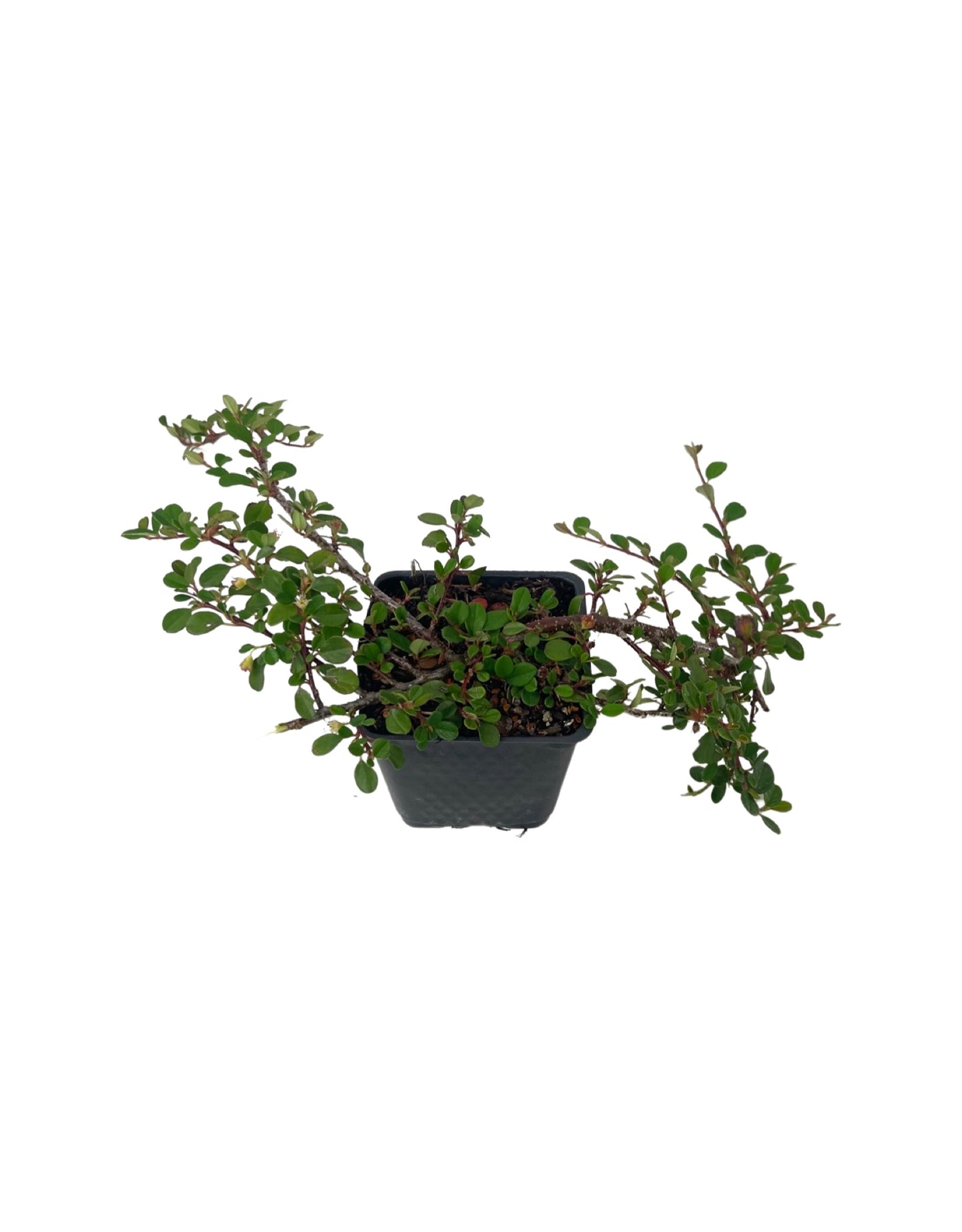 Cotoneaster dammeri 'Strieb's Findling' 4 Inch