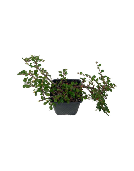 Cotoneaster dammeri 'Strieb's Findling' 4 Inch