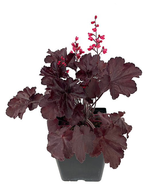 Heuchera 'Black Forest Cake' 1 Gallon