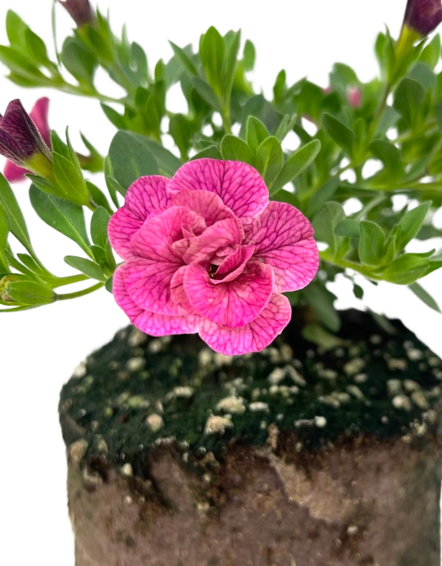 Calibrachoa 'Superbells Double Orchid'  4 Inch