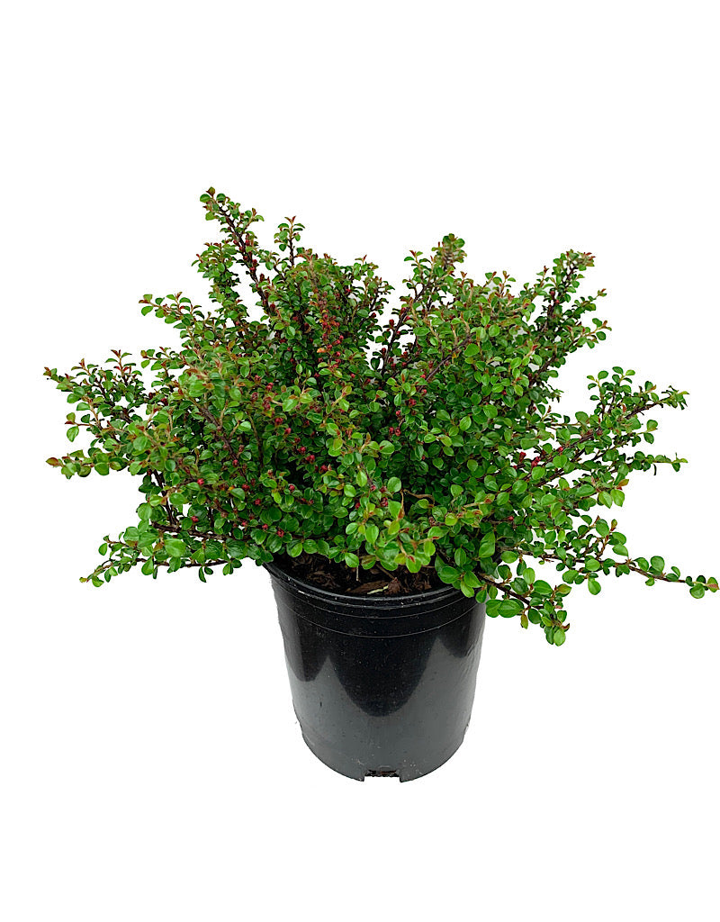 Cotoneaster apiculatus 'Tom Thumb' 1 Gallon