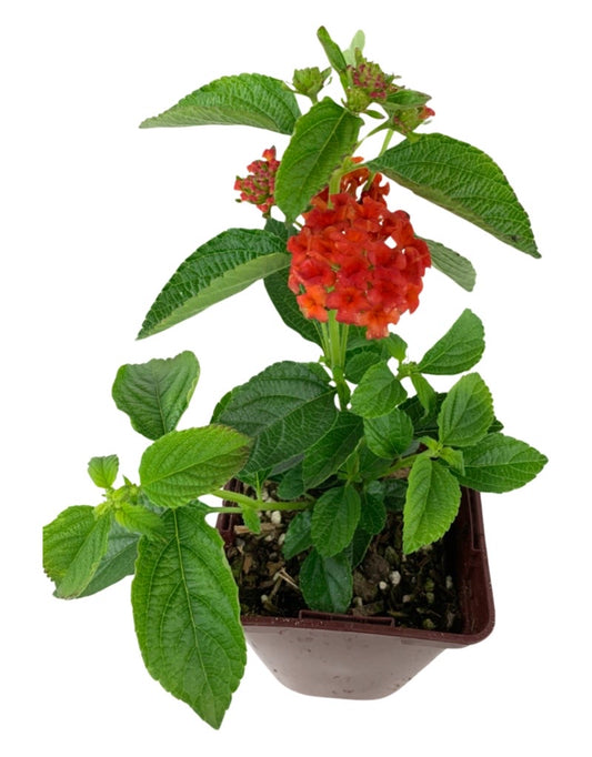 Lantana 'Lucky Flame' 4 Inch